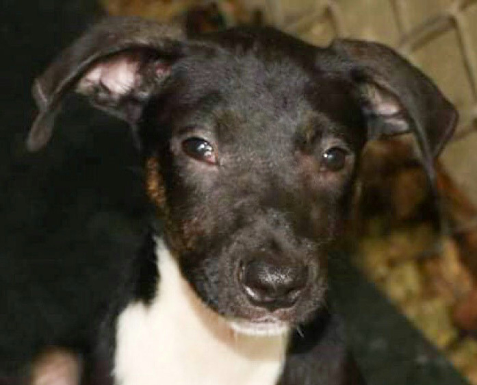 MATHEW, a Adoptable mixed breed in New York, NY image 2/10