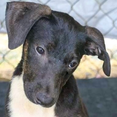 MATHEW, a Adoptable mixed breed in New York, NY image 3/10