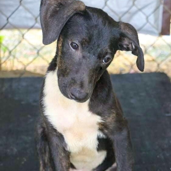 MATHEW, a Adoptable mixed breed in New York, NY image 4/10