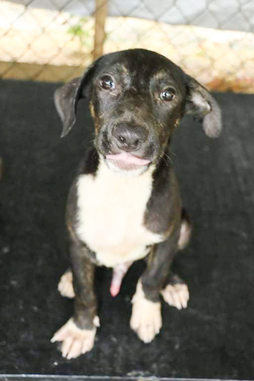 MATHEW, a Adoptable mixed breed in New York, NY image 5/10