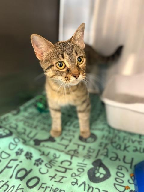Eleanor, Adoptable, Young Female Domestic Short Hair.