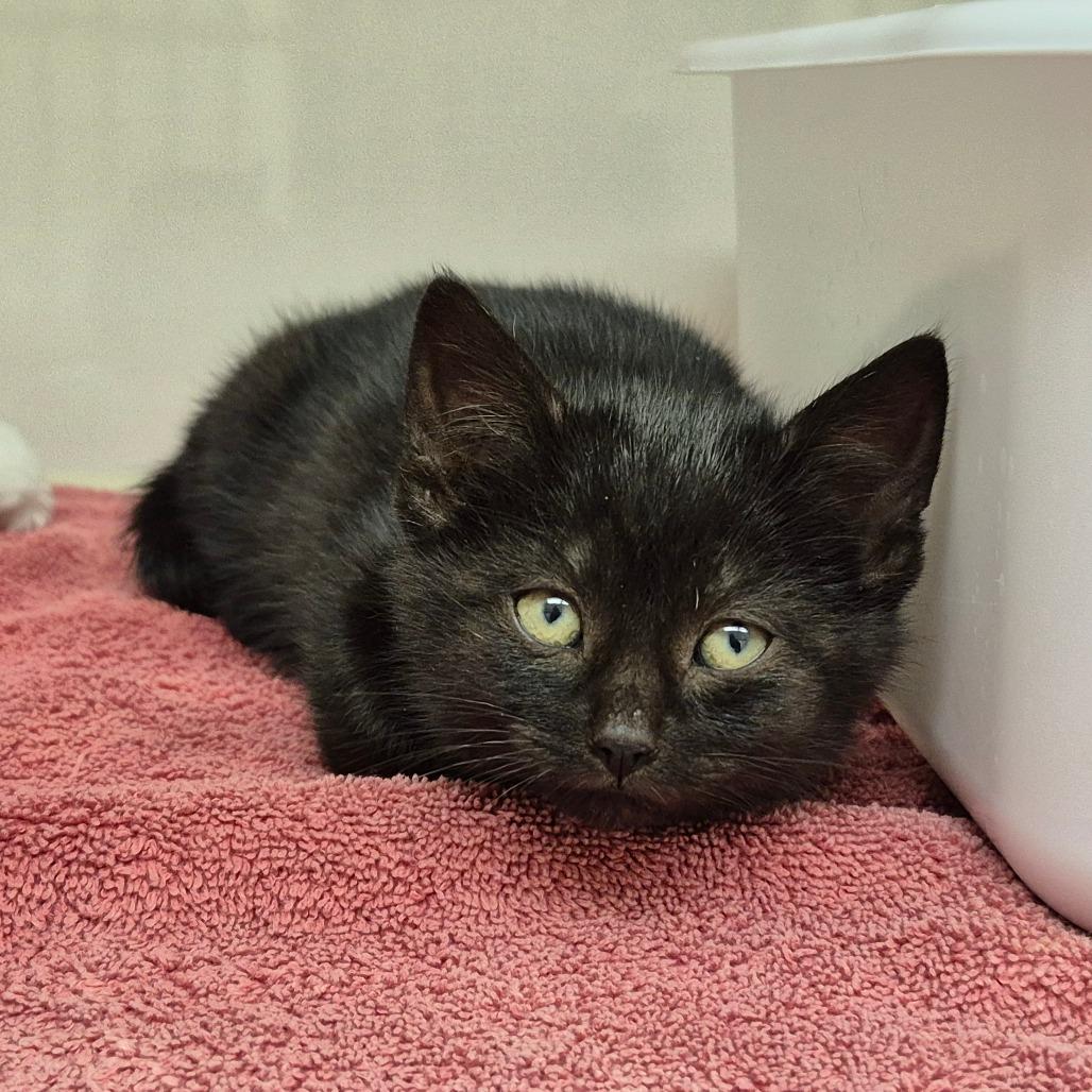 Enlarge Simon, a Adoptable Domestic Short Hair in Newark, NJ image 1/1