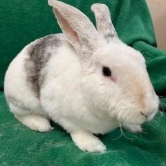 Enlarge Huxley, a Adoptable mixed breed in Haltom City, TX image 1/4
