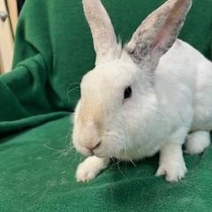 Enlarge Huxley, a Adoptable mixed breed in Haltom City, TX image 3/4