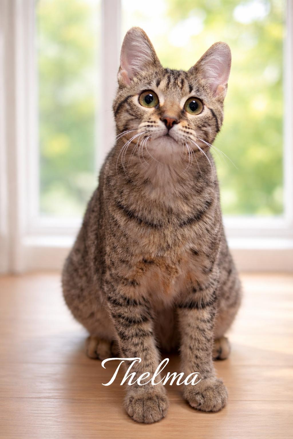 Enlarge Thelma and Louise , a Adoptable Domestic Short Hair in Fort Worth, TX image 2/3