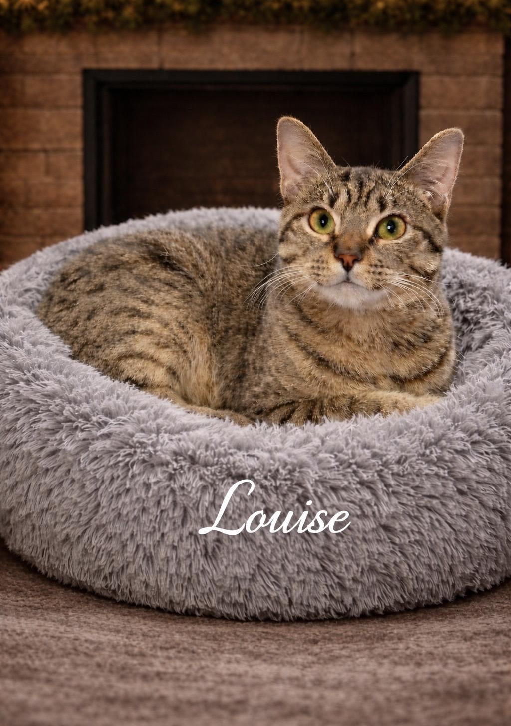 Enlarge Thelma and Louise , a Adoptable Domestic Short Hair in Fort Worth, TX image 3/3