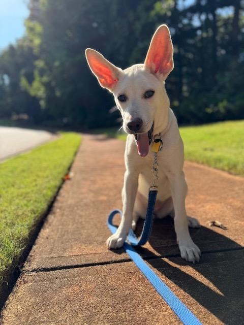 LENNON, Adopted, Young Female Shepherd & Labrador Retriever.