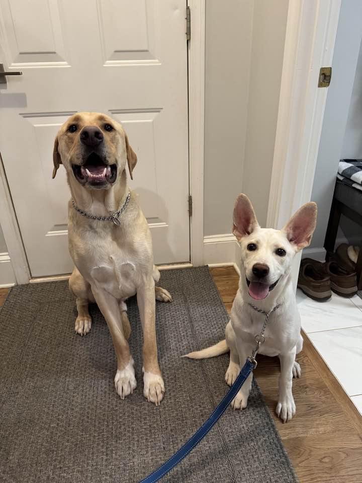 Enlarge LENNON, a Adopted mixed breed in Alpharetta, GA image 2/5