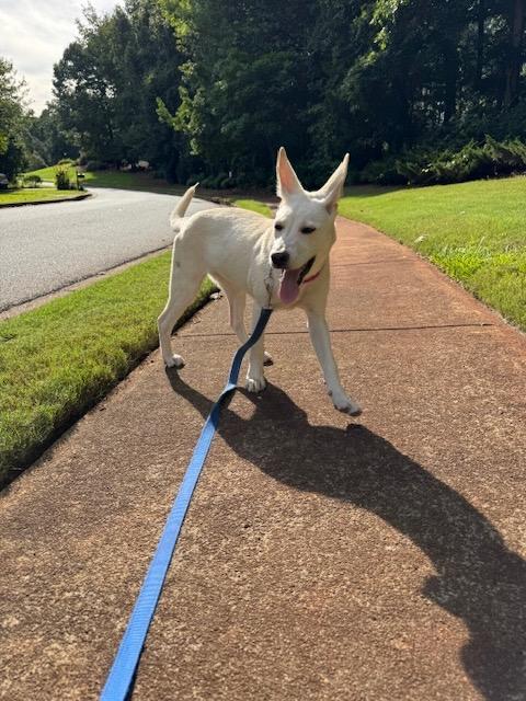 Enlarge LENNON, a Adopted mixed breed in Alpharetta, GA image 3/5