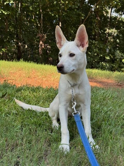 Enlarge LENNON, a Adopted mixed breed in Alpharetta, GA image 4/5