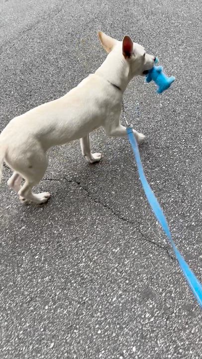 Enlarge LENNON, a Adopted mixed breed in Alpharetta, GA video 5/5