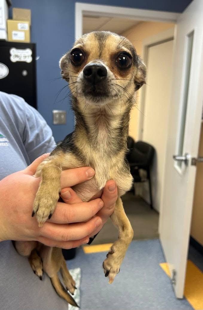 Paco, ADOPTABLE, Adult Male Chihuahua.
