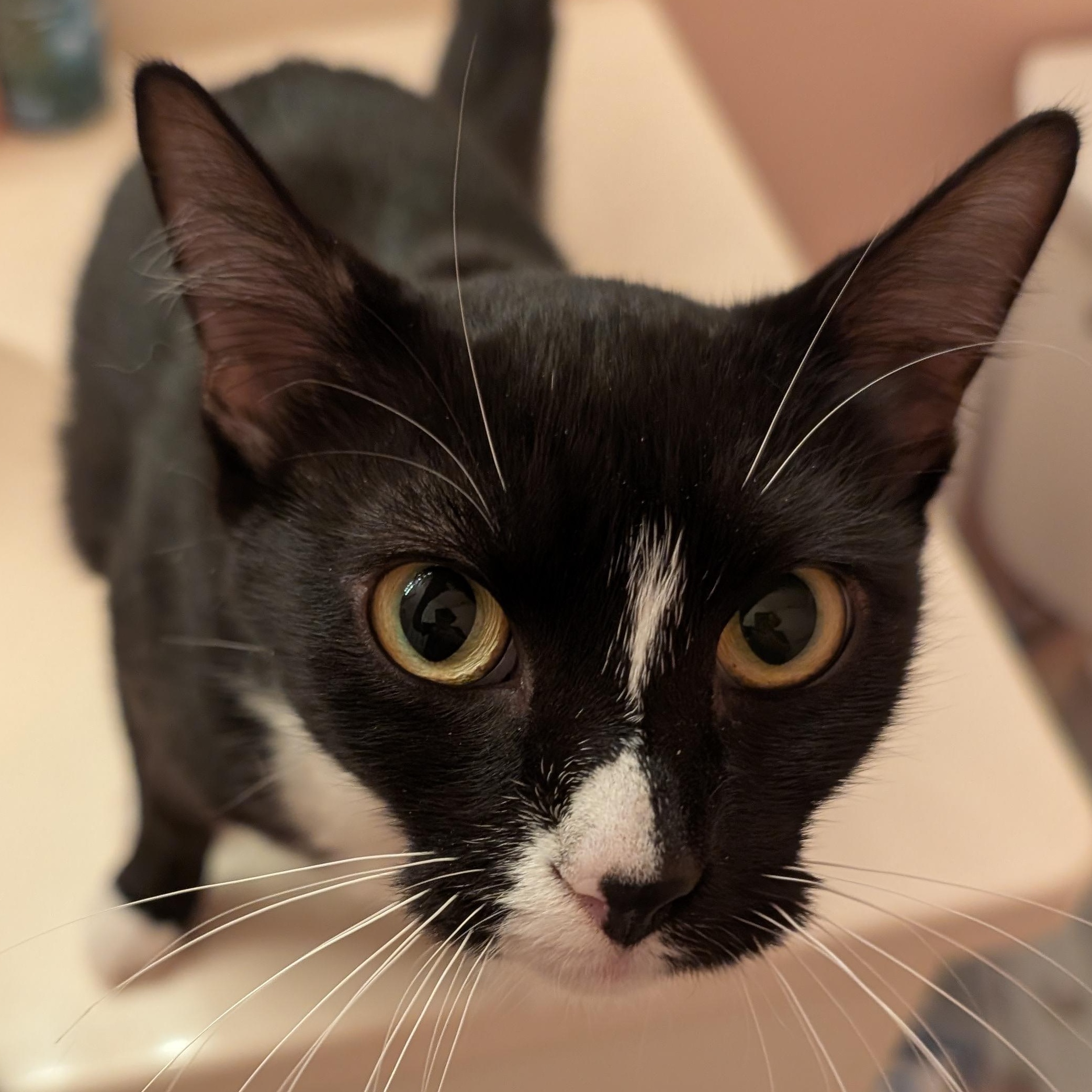 Nesta, an adopted Domestic Short Hair in Springfield, OR image 1/3