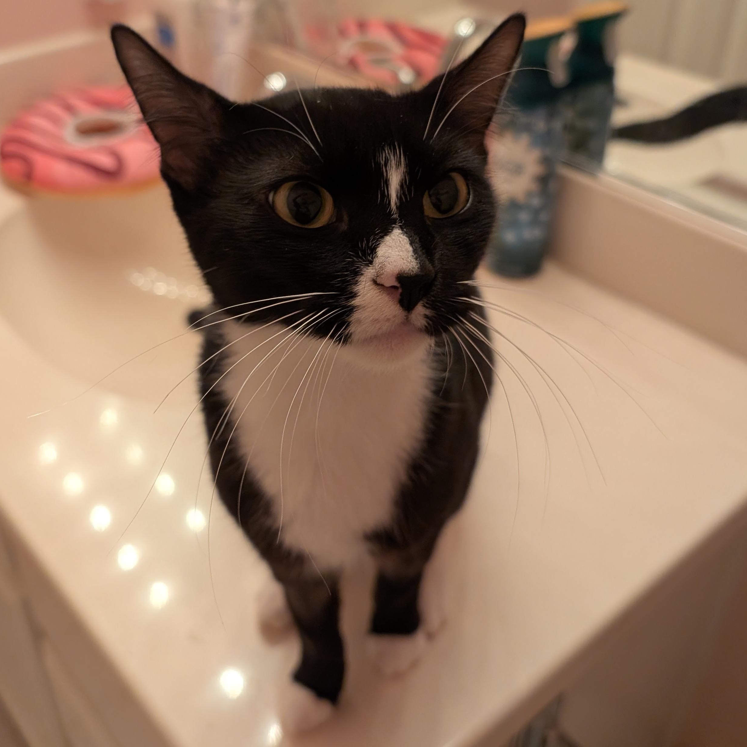 Nesta, an adopted Domestic Short Hair in Springfield, OR image 2/3