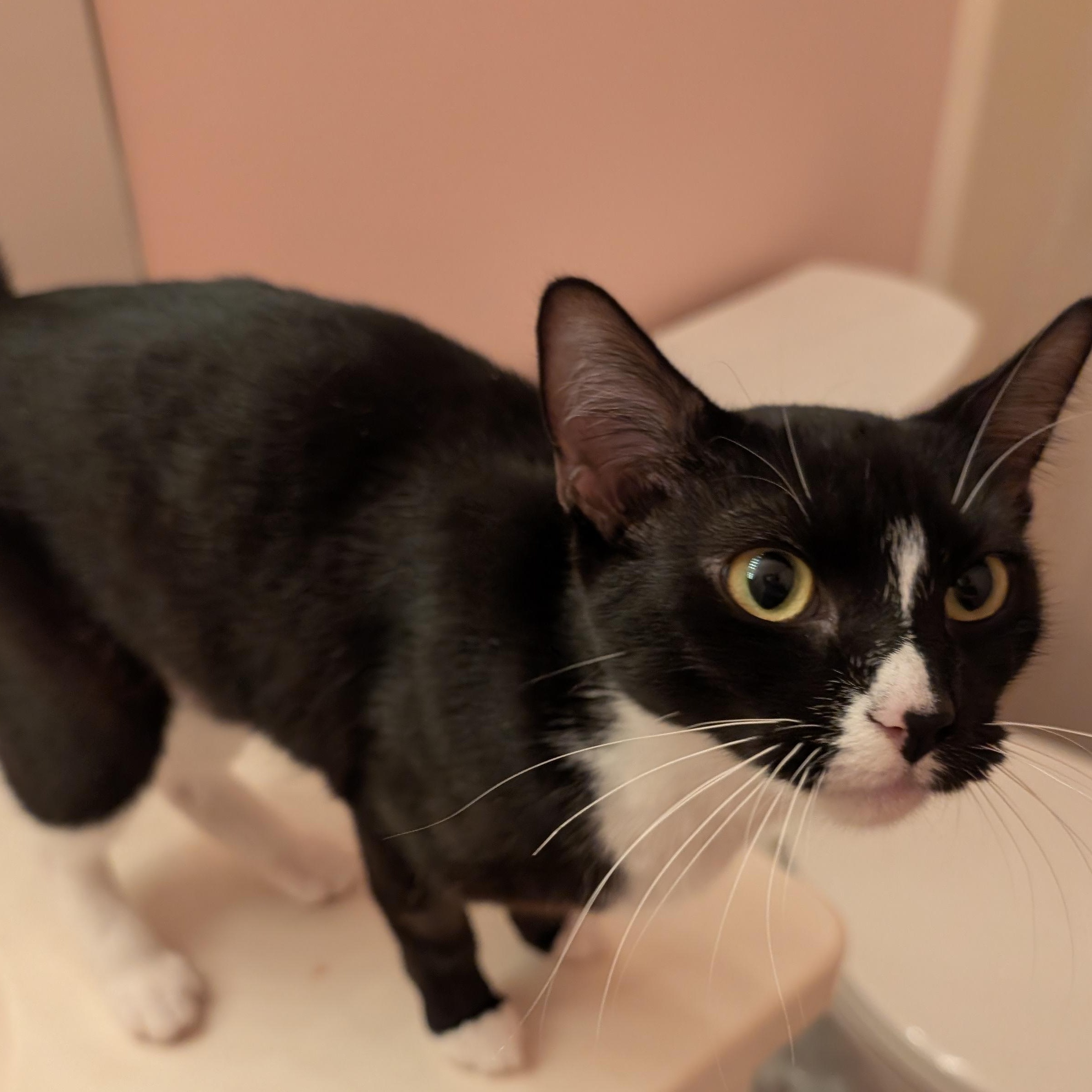 Nesta, an adopted Domestic Short Hair in Springfield, OR image 3/3