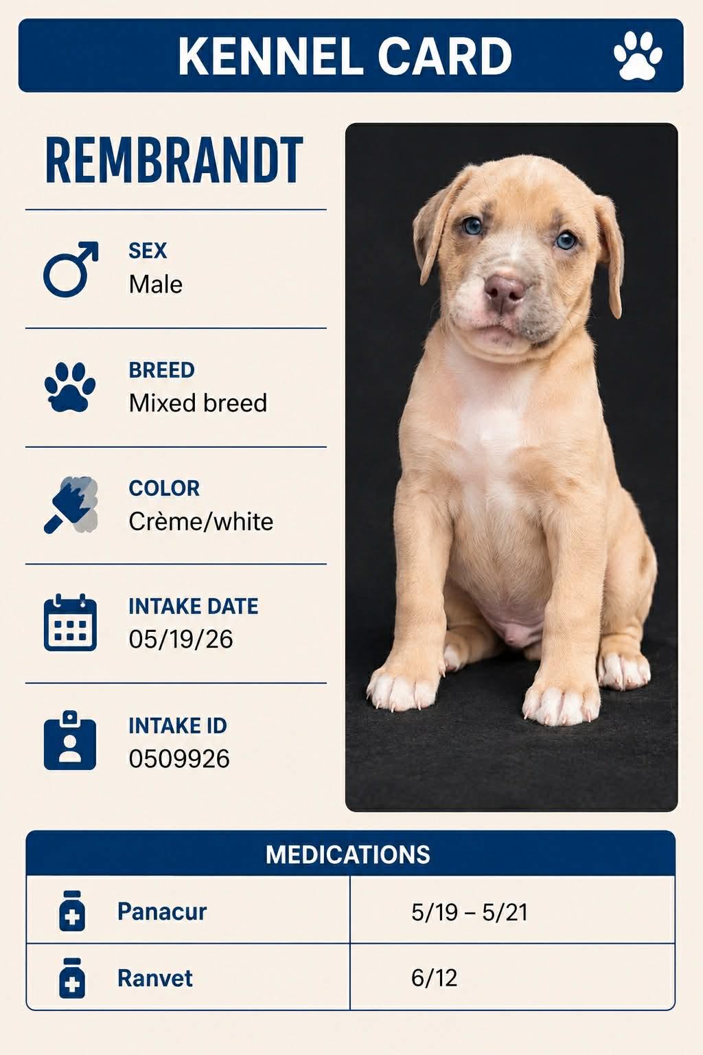 Rembrandt, adopted, Puppy Male Mixed Breed.