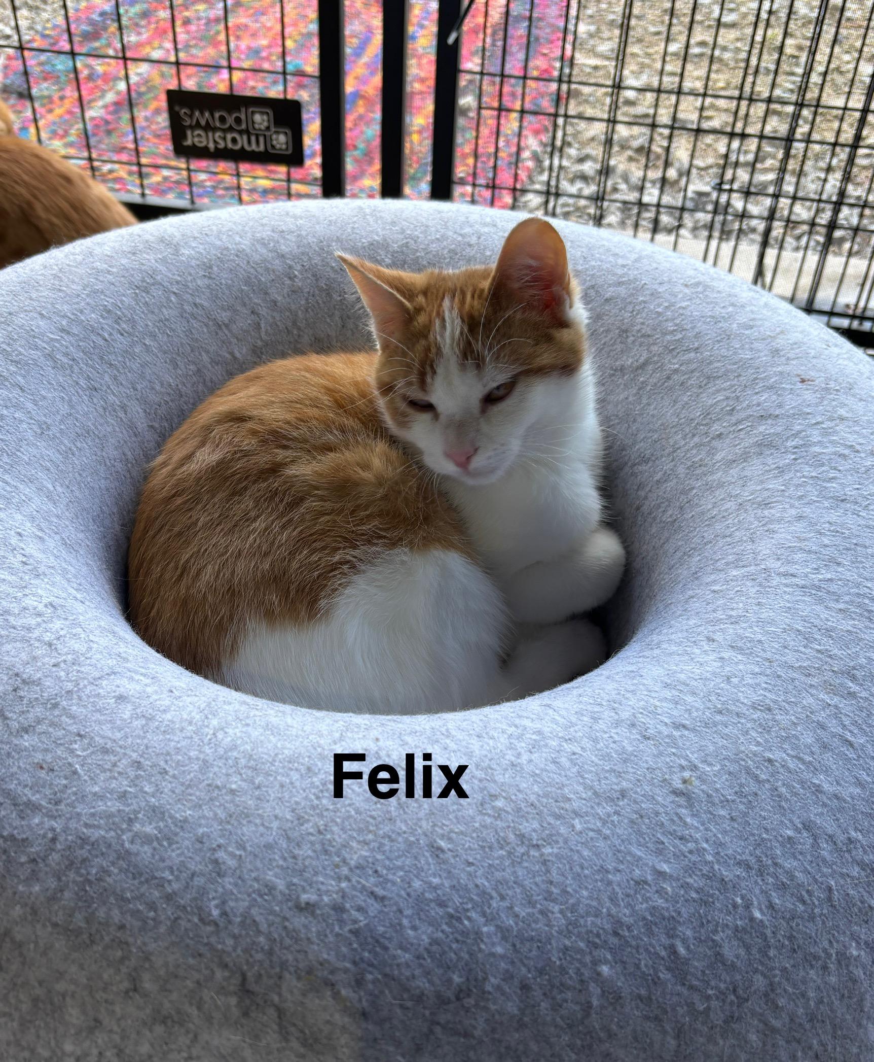 Felix - Cartoon Kittens, a Adoptable mixed breed in Sheboygan, WI image 2/4