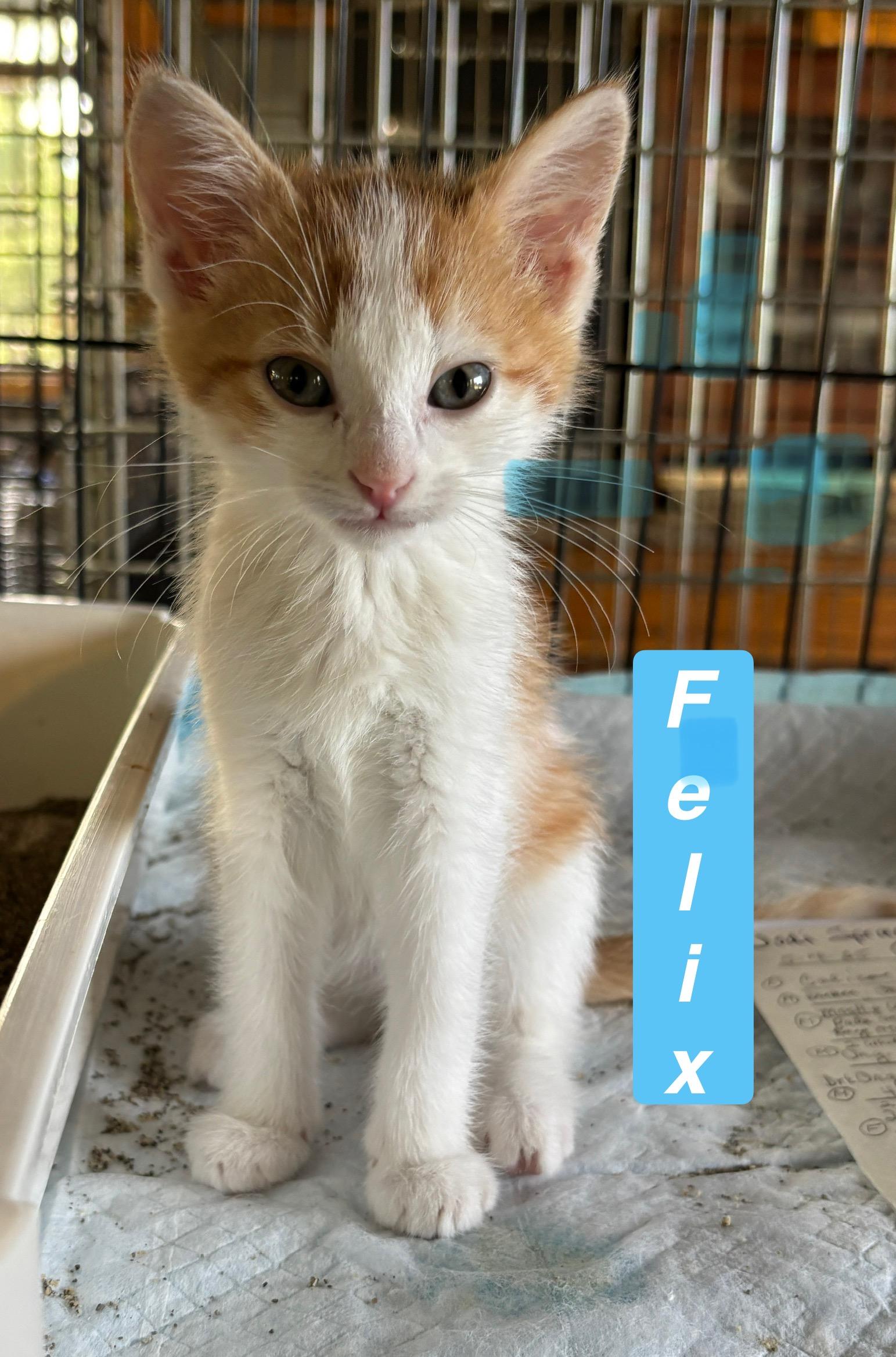 Felix - Cartoon Kittens, a Adoptable mixed breed in Sheboygan, WI image 4/4