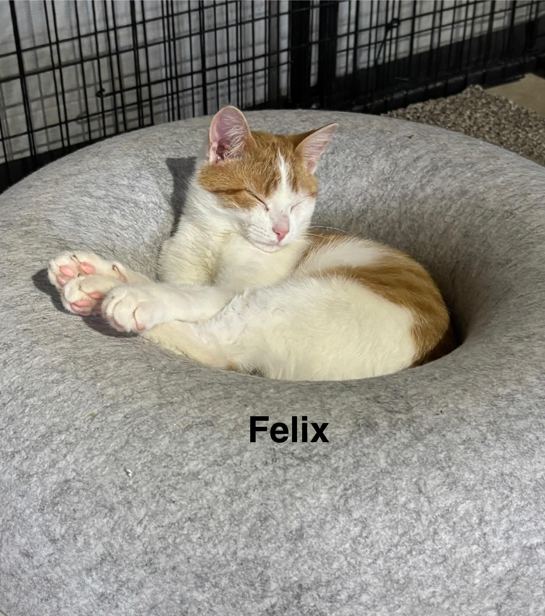 Felix - Cartoon Kittens, a Adoptable mixed breed in Sheboygan, WI image 3/4