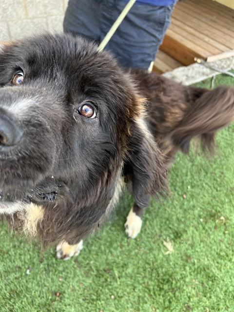 Enlarge Sea Biscuit , a ADOPTABLE Newfoundland Dog in Phoenix, OR image 5/6
