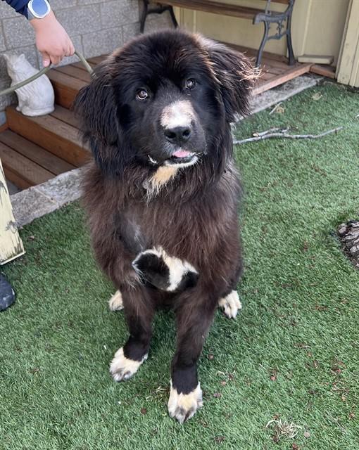 Enlarge Sea Biscuit , a ADOPTABLE Newfoundland Dog in Phoenix, OR image 6/6