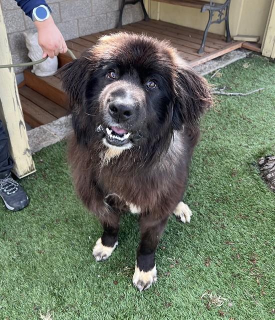 Enlarge Sea Biscuit , a ADOPTABLE Newfoundland Dog in Phoenix, OR image 2/6