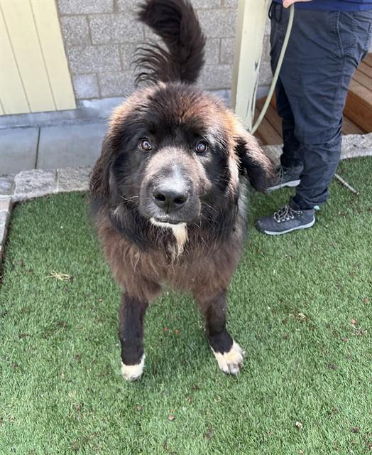 Sea Biscuit , ADOPTABLE, Young Male Newfoundland Dog.