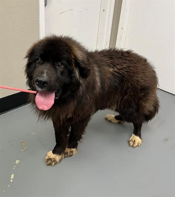 Enlarge Sea Biscuit , a ADOPTABLE Newfoundland Dog in Phoenix, OR image 4/6