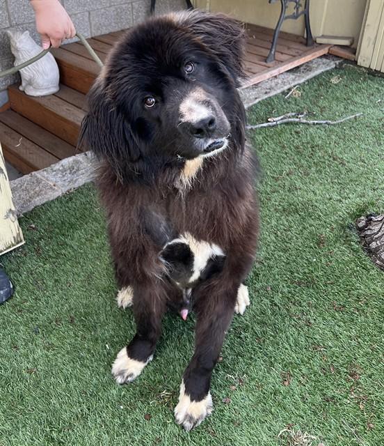 Enlarge Sea Biscuit , a ADOPTABLE Newfoundland Dog in Phoenix, OR image 3/6