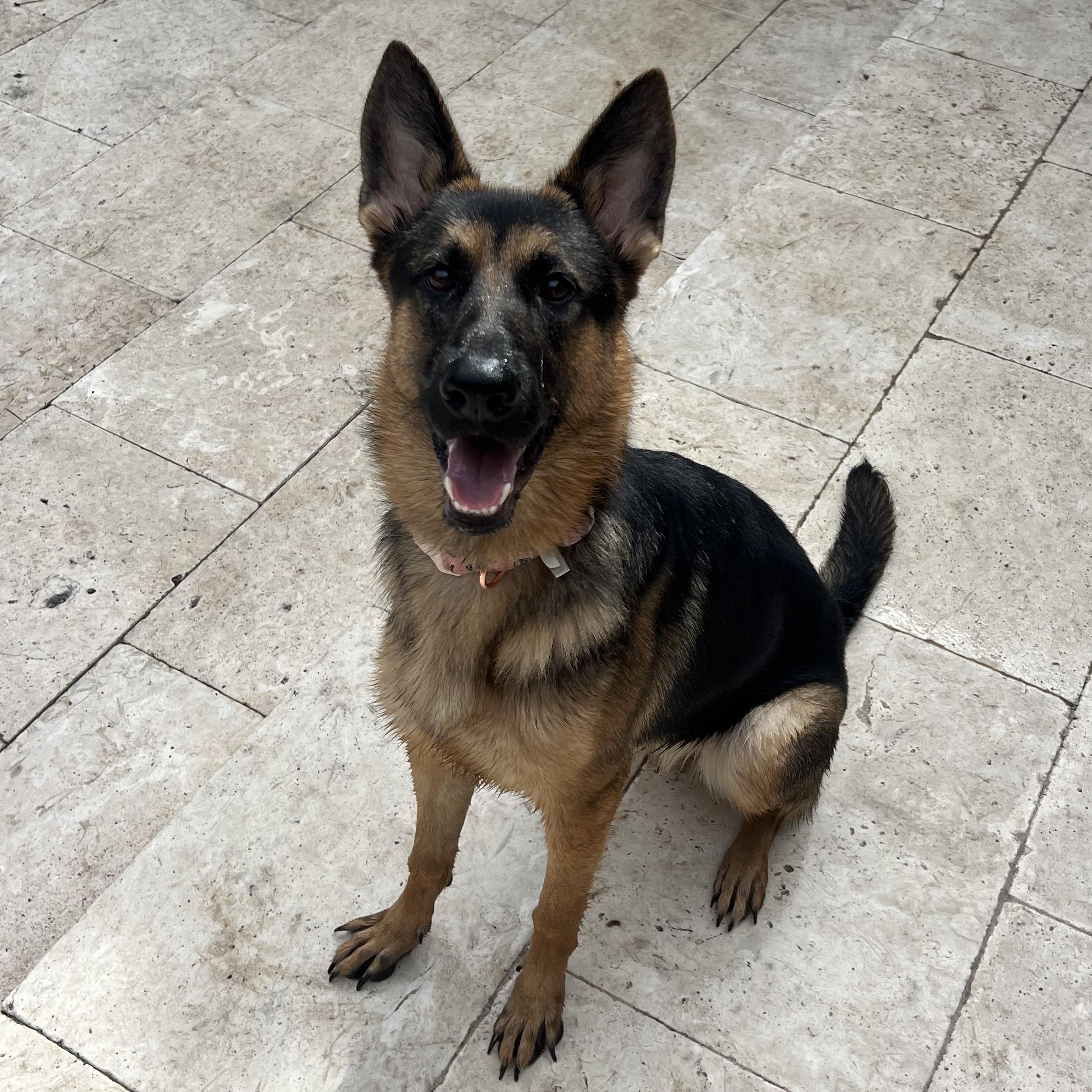Mishka, an adoptable German Shepherd Dog in Key West, FL, 33040 | Photo Image 3
