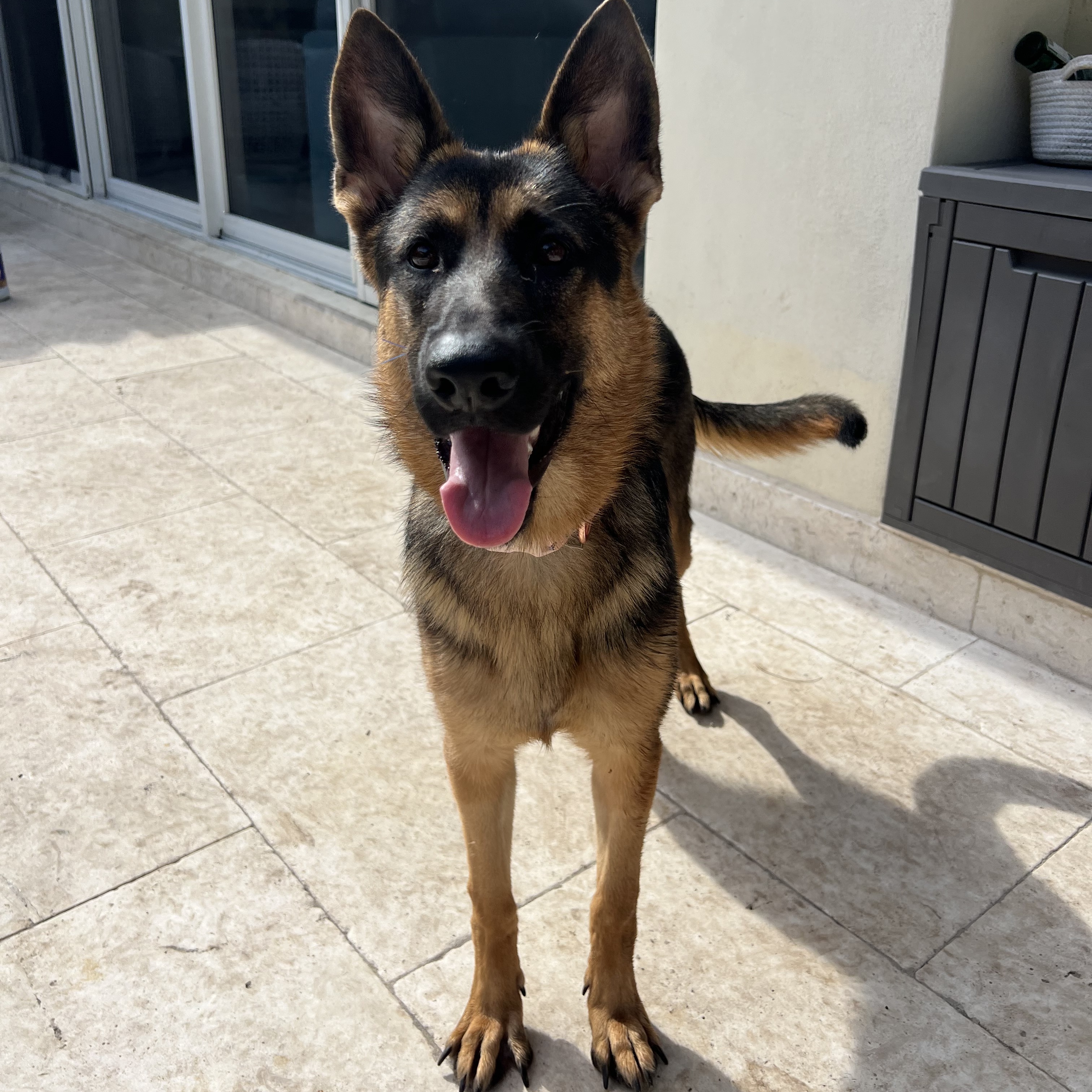 Mishka, an adoptable German Shepherd Dog in Key West, FL, 33040 | Photo Image 2