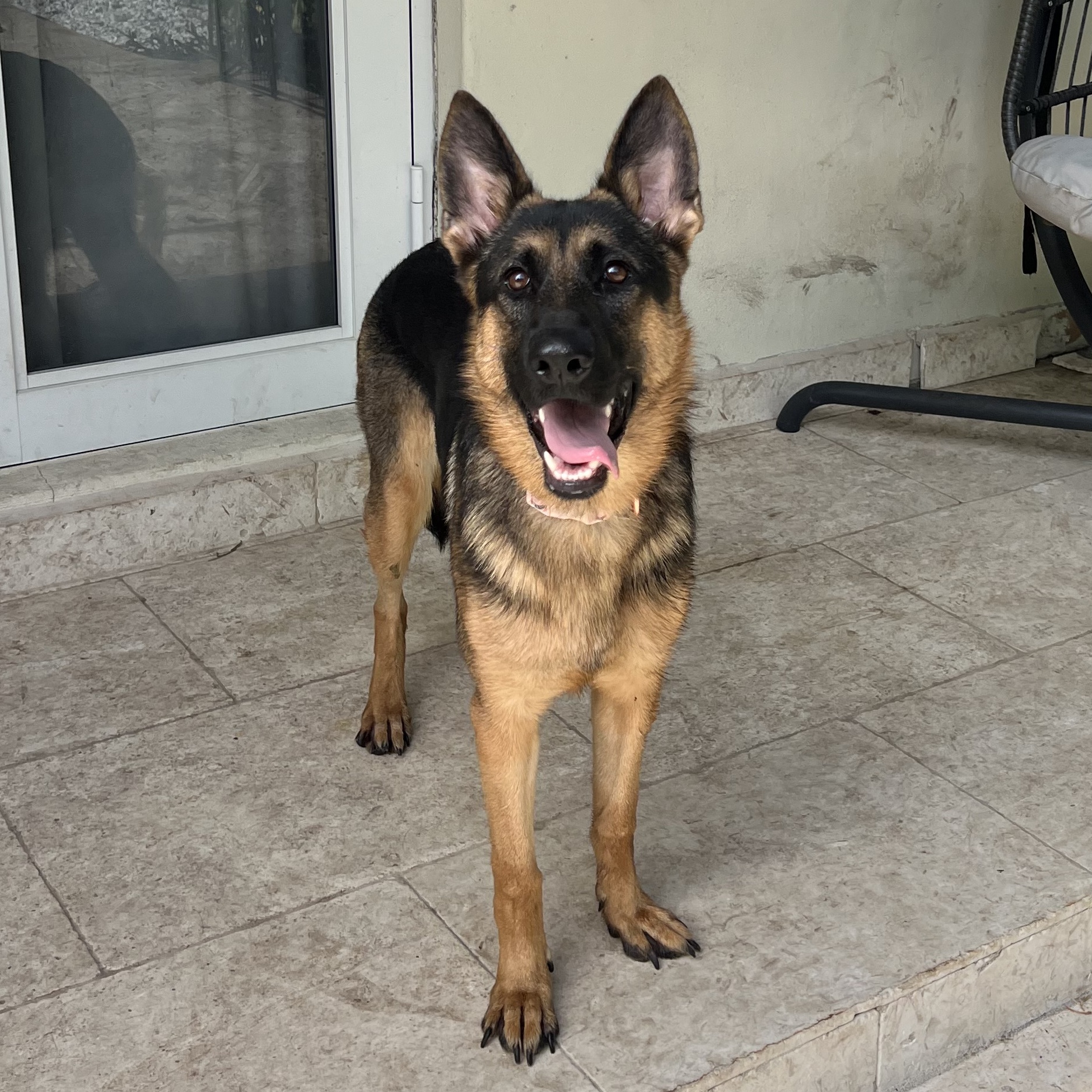 Mishka, an adoptable German Shepherd Dog in Key West, FL, 33040 | Photo Image 4
