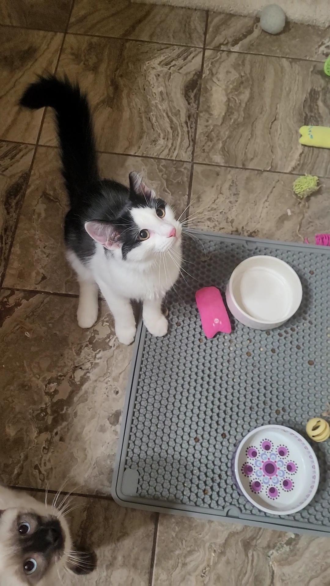 Enlarge POTTER, a ADOPTABLE mixed breed in Escalon, CA image 2/6