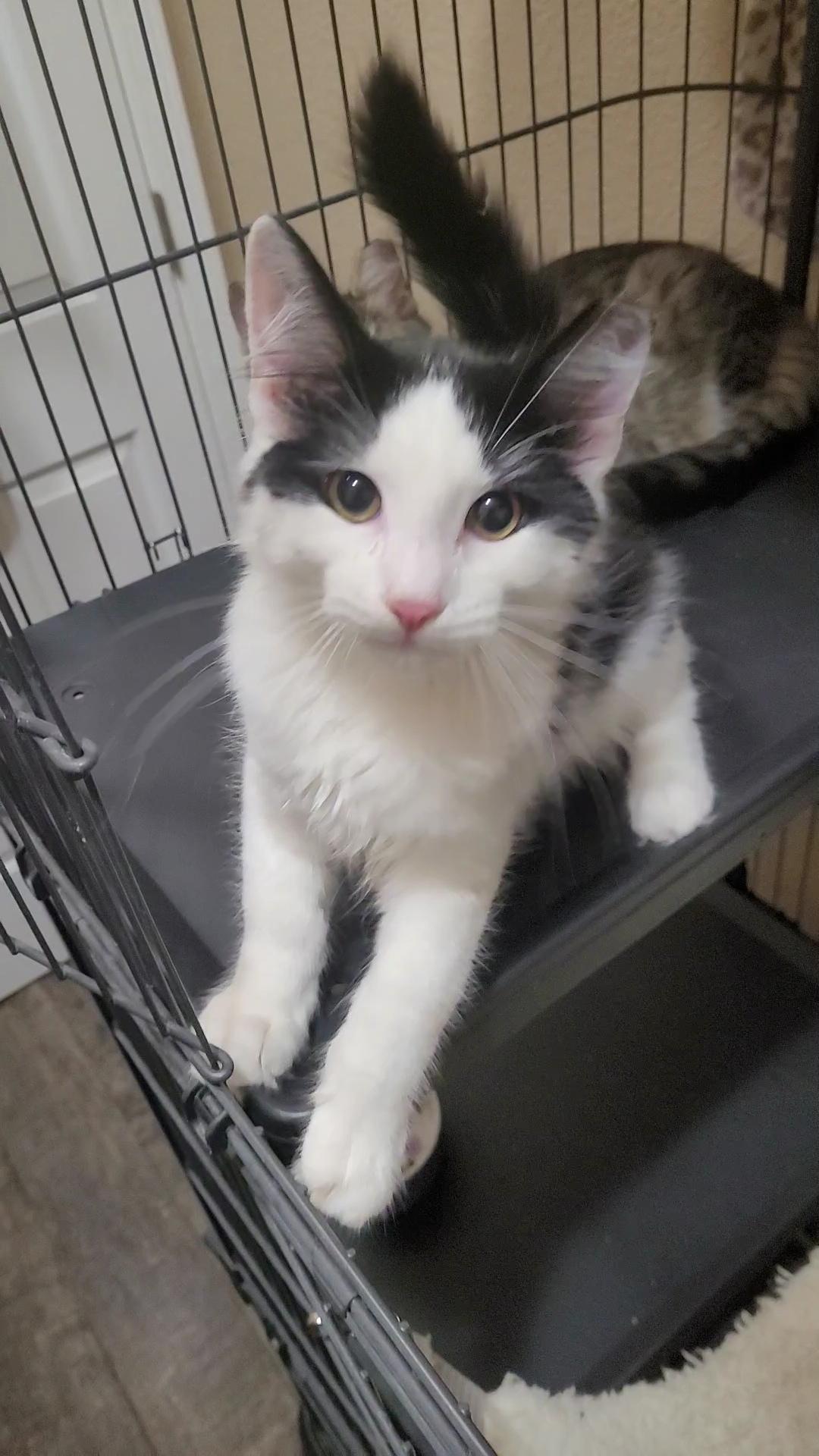 Enlarge POTTER, a ADOPTABLE mixed breed in Escalon, CA image 4/6