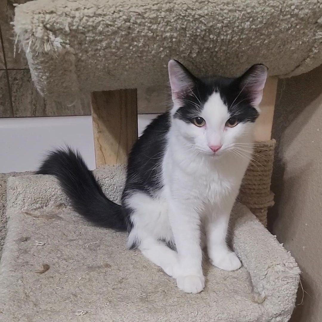 Enlarge POTTER, a ADOPTABLE mixed breed in Escalon, CA image 1/6