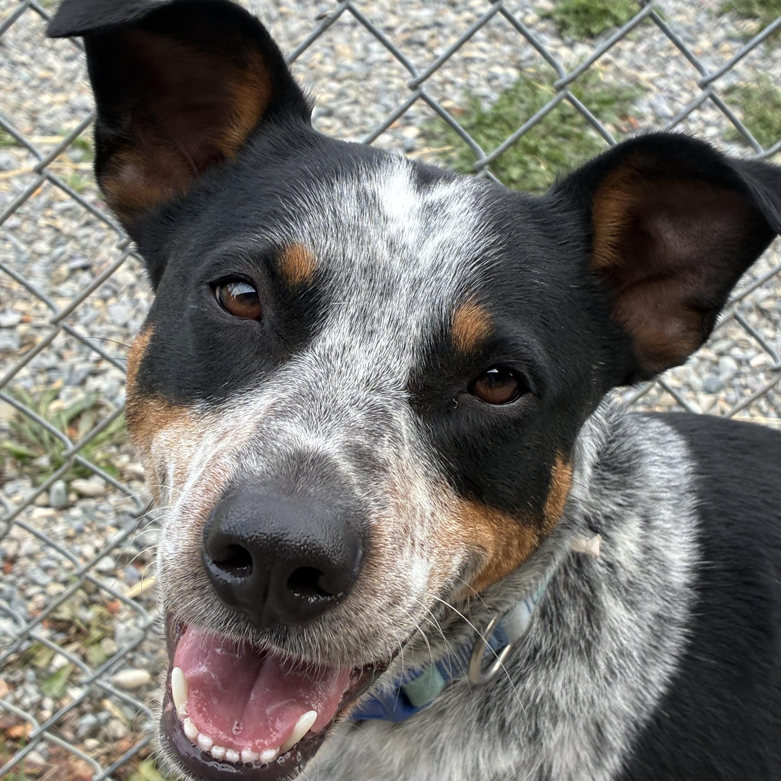 Enlarge Petey, a Adoptable mixed breed in Bonners Ferry, ID image 1/4