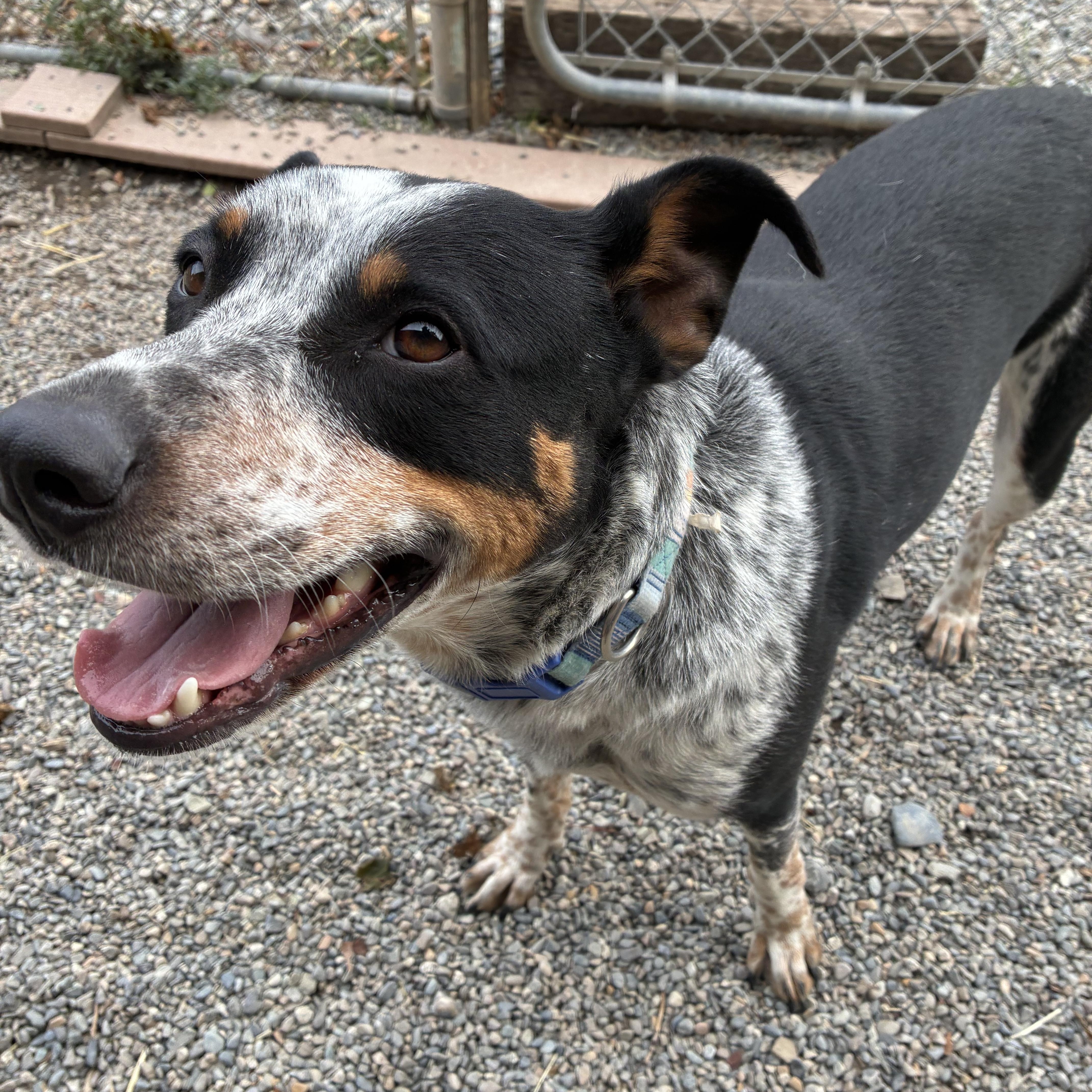 Enlarge Petey, a Adoptable mixed breed in Bonners Ferry, ID image 4/4
