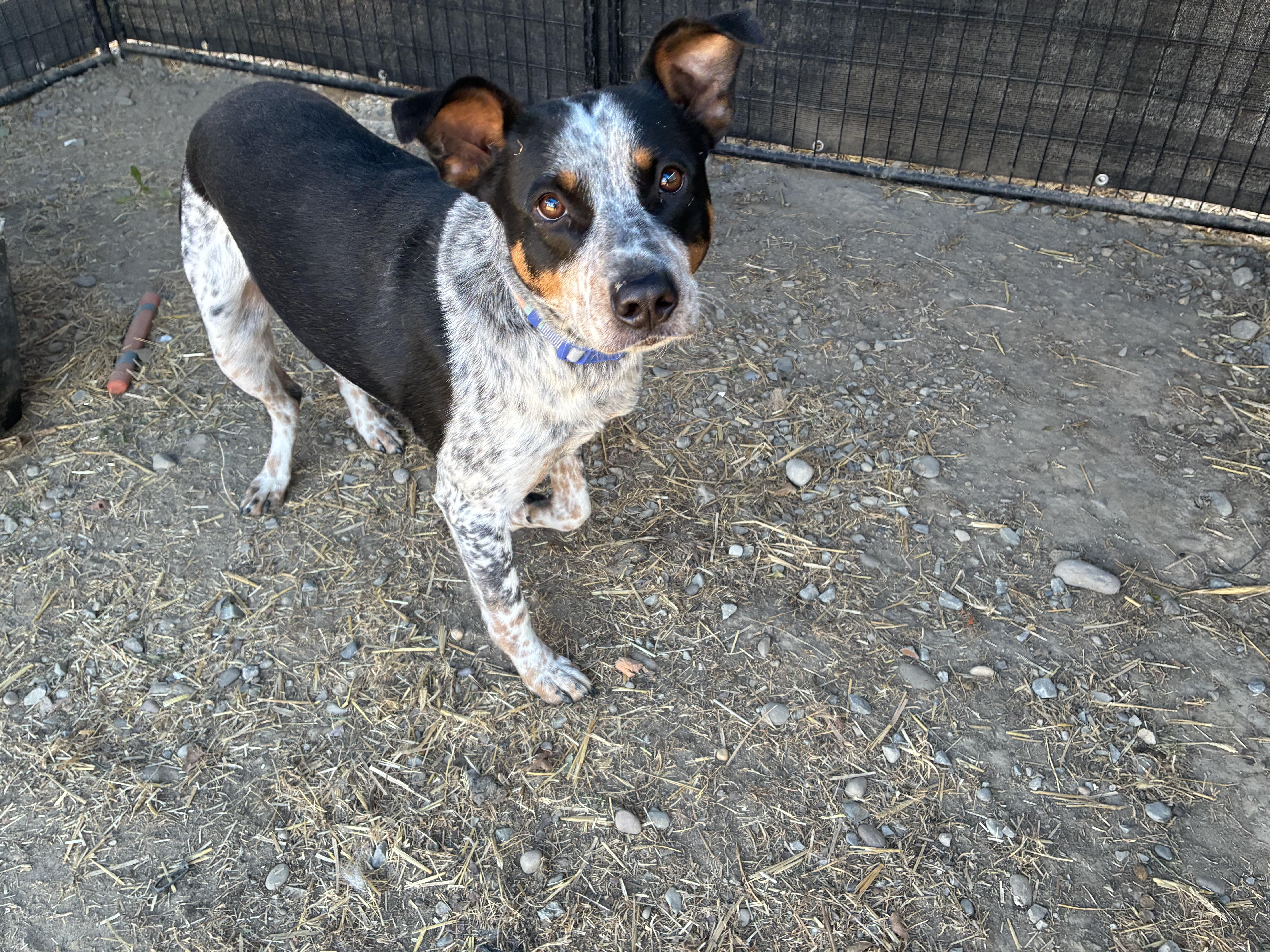 Enlarge Petey, a Adoptable mixed breed in Bonners Ferry, ID image 2/4