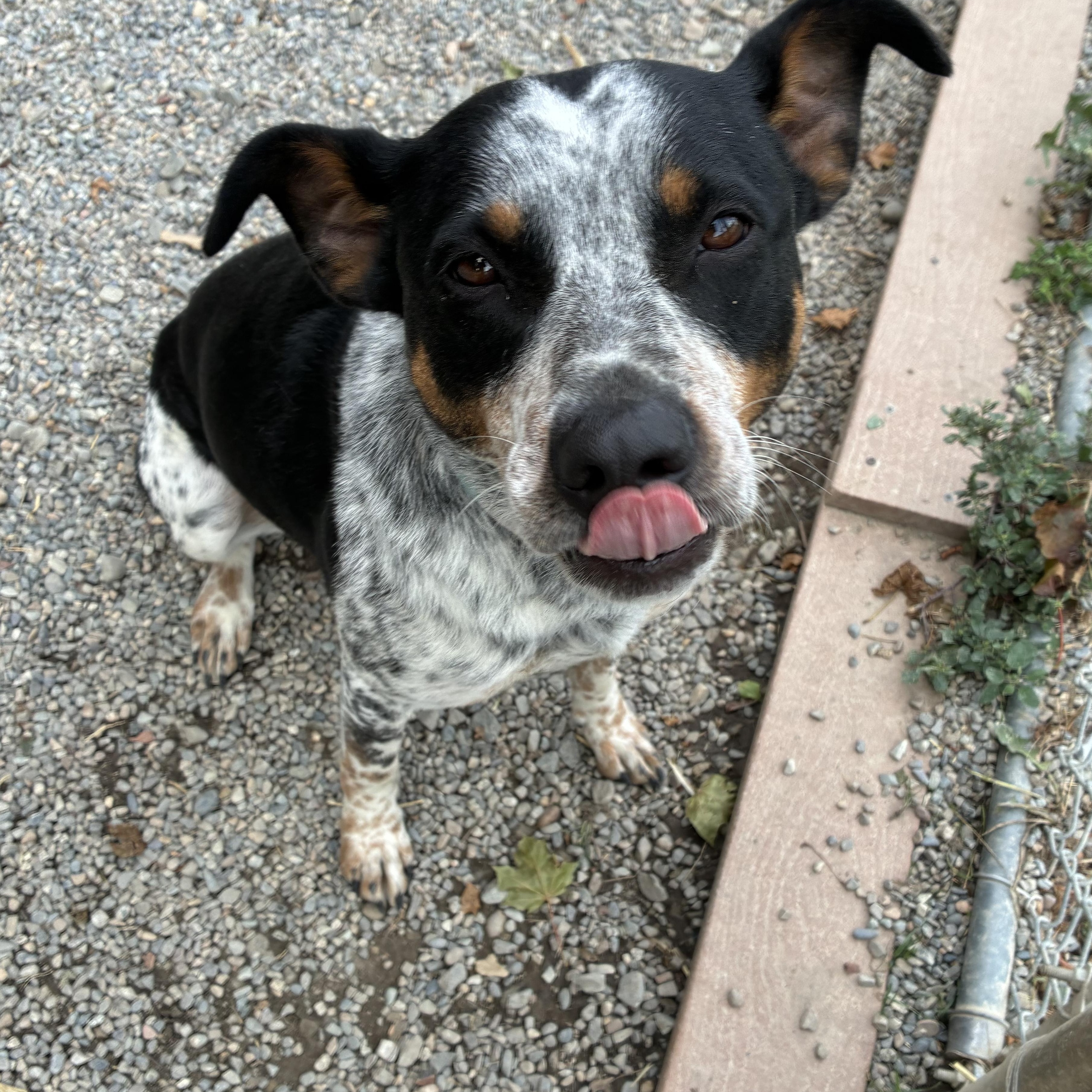 Enlarge Petey, a Adoptable mixed breed in Bonners Ferry, ID image 3/4