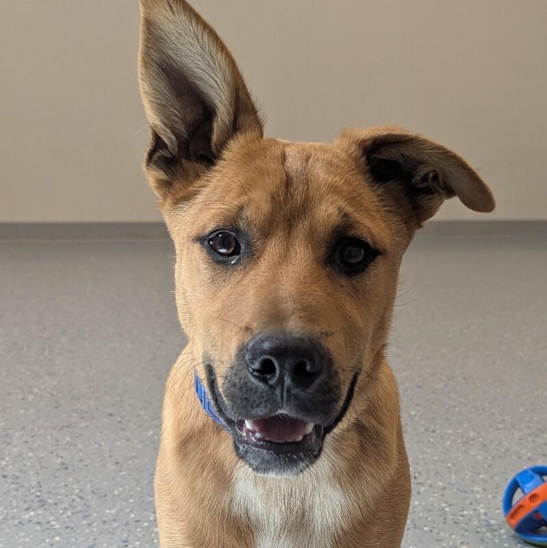 Copper, Adoptable, Young Male Mixed Breed.