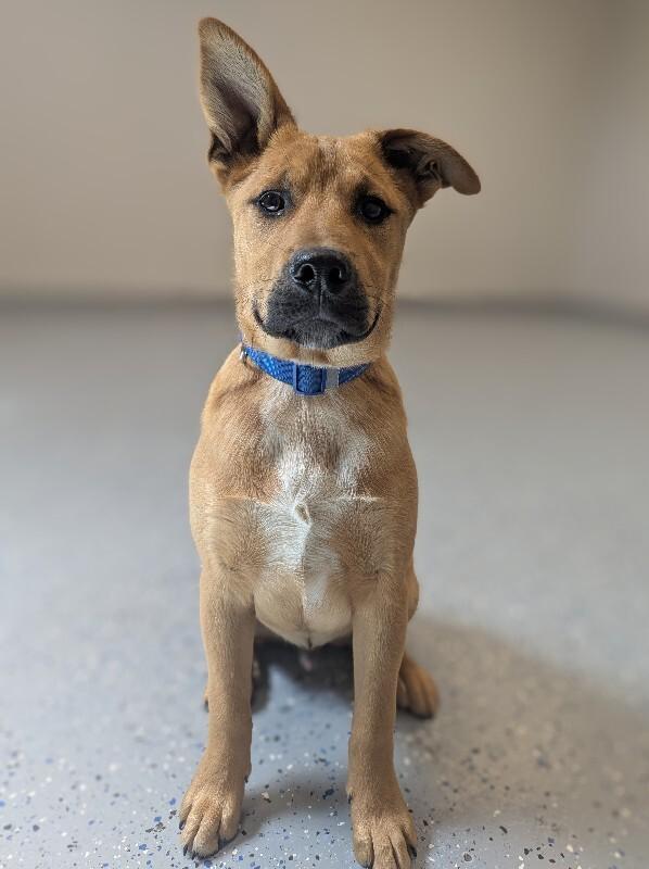Copper, a Adoptable Mixed Breed in Yankton, SD image 2/5