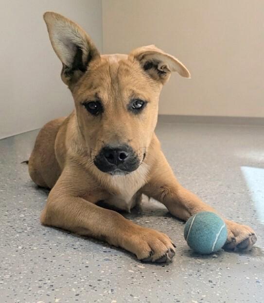 Copper, a Adoptable Mixed Breed in Yankton, SD image 3/5
