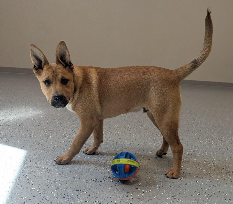 Copper, a Adoptable Mixed Breed in Yankton, SD image 4/5