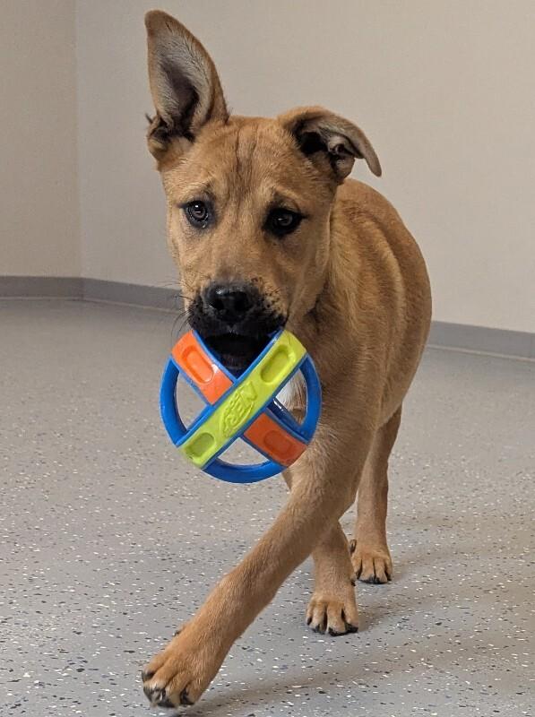 Copper, a Adoptable Mixed Breed in Yankton, SD image 5/5
