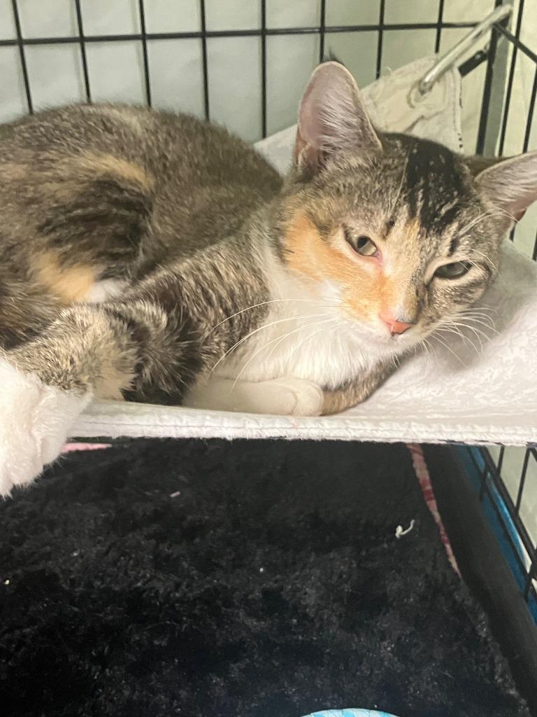 Foxy, Adoptable, Young Female Domestic Short Hair.