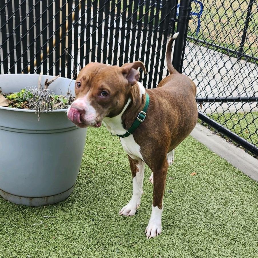 Enlarge Duster, a Adoptable Pit Bull Terrier in Greensboro, NC image 1/6