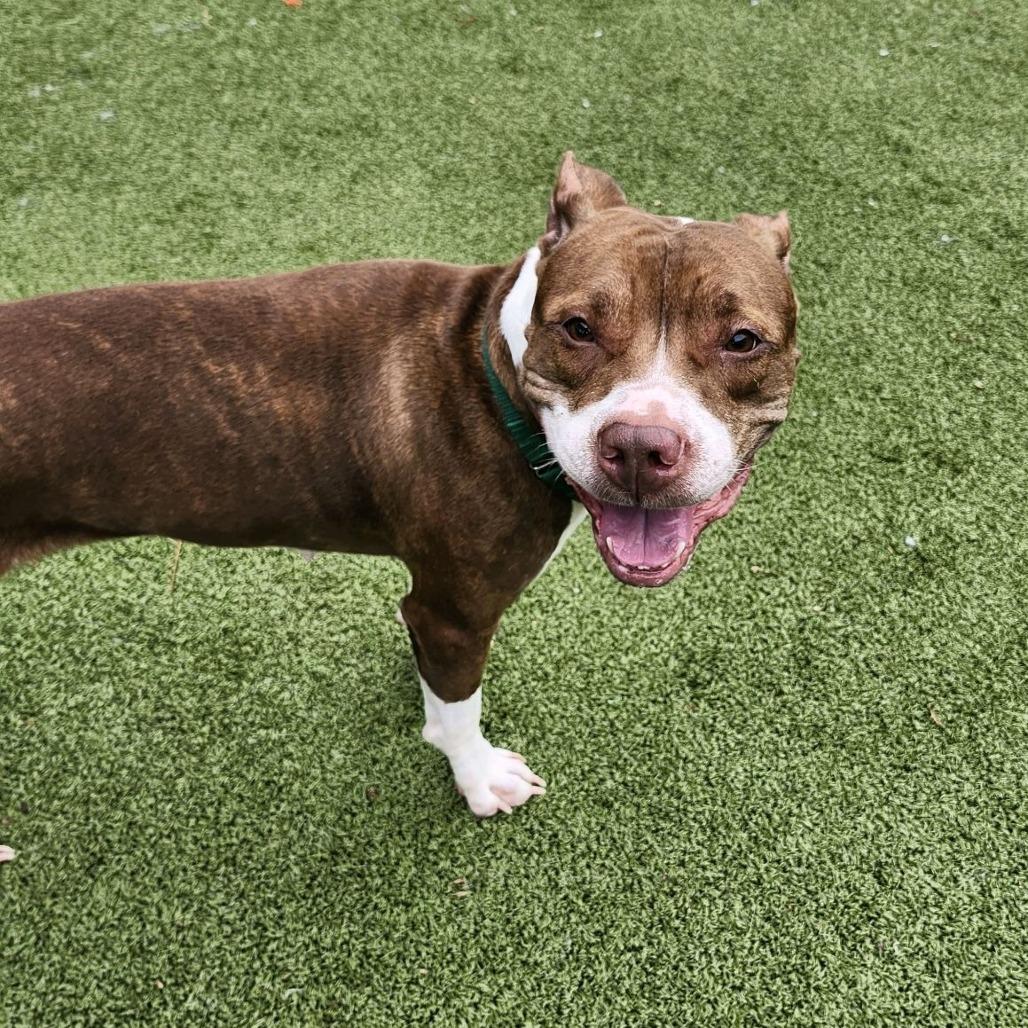 Enlarge Duster, a Adoptable Pit Bull Terrier in Greensboro, NC image 2/6