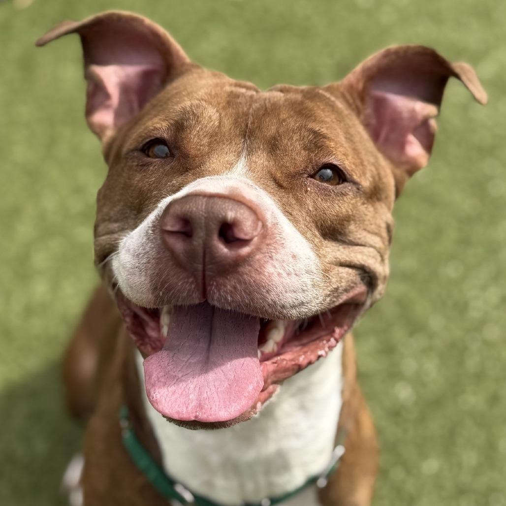 Enlarge Duster, a Adoptable Pit Bull Terrier in Greensboro, NC image 3/6