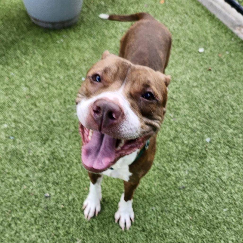 Enlarge Duster, a Adoptable Pit Bull Terrier in Greensboro, NC image 4/6