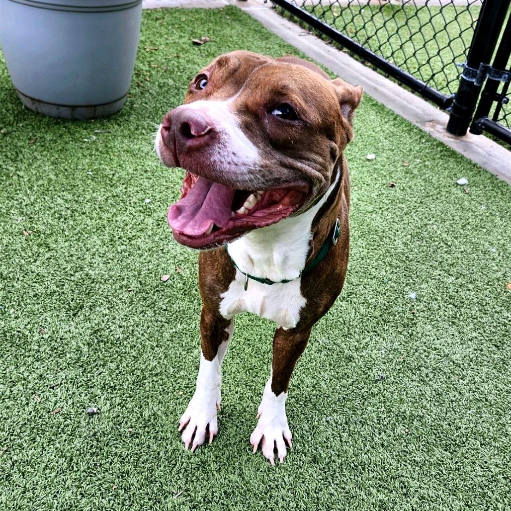 Enlarge Duster, a Adoptable Pit Bull Terrier in Greensboro, NC image 5/6